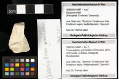 Foto (Objekt + Etiketten) von Cracensigillatus gracilirostrus (Robins et al., 2013) 
